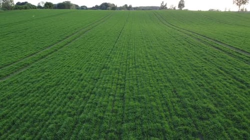 Superbes champs verts, vue de dessus, images prises par Drone