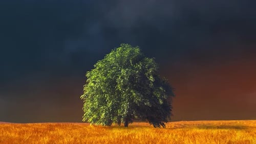 tree alone in the field, live photo