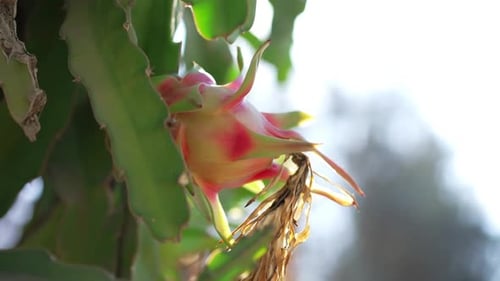 Vue latérale : fleur tendre sur un buisson de cactus sous les rayons du soleil à l'extérieur