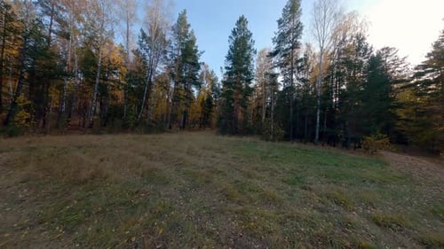 FPV Drone flies into the autumn forest from the field 06