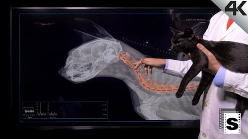 Veterinarian Holding Cat Examines X-Ray Images on Screen