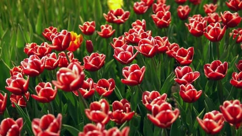 Colorful Flowers on the Green Grass