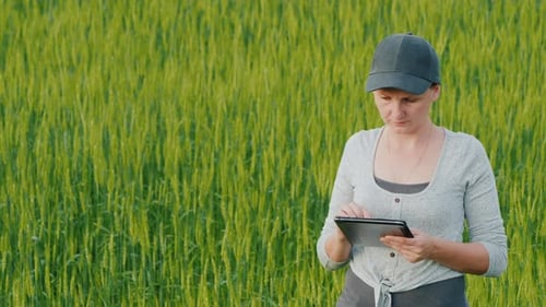 Woman Farmer with Tablet in Hand Stands on Green Wheat Field