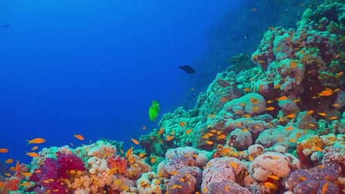 Tropical Fish on Vibrant Coral Reef