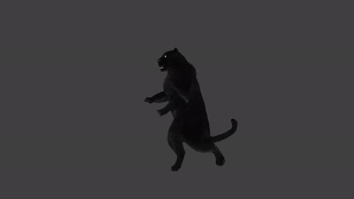 Animated Black Panther Standing and Roaring on Hind Legs Loop