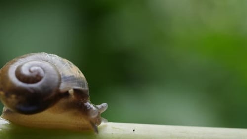 Life of snails in the nature