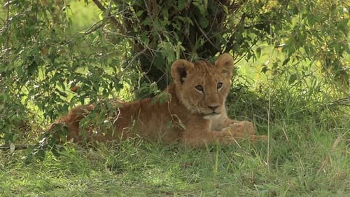 Lion Cub Resting Beneath a Bush in Grass