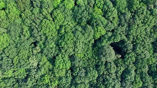 Top View of the Treetops in Green Forest