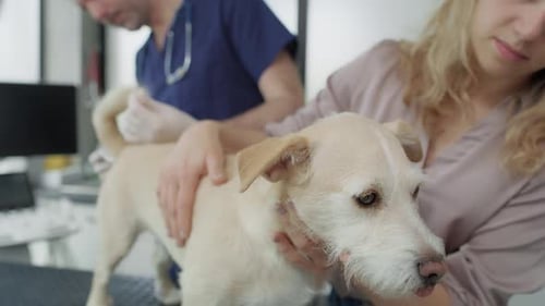 Dog Receives Checkup at the Veterinary Clinic