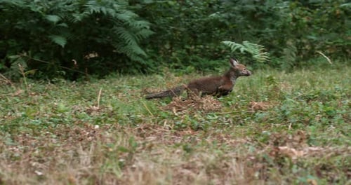 Rotfuchs, Vulpes Vulpes, Erwachsene laufen auf Gras, Normandie in Frankreich, Zeitlupe 4K