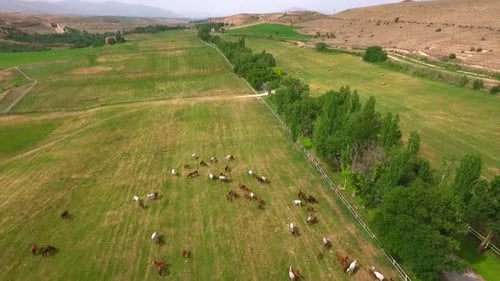 Horse Grazing