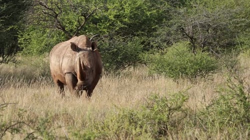 Rhinocéros blanc dans son habitat naturel