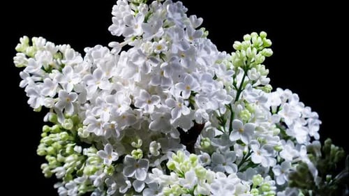 White Lilac Blossoms in Close Up on Black