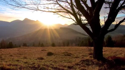 Golden Sunrise in Autumn Mountains Nature with Silhouette of Cherry Tree in Grassy Meadow