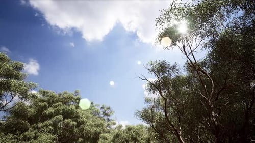 Sunny Blue Sky Above The Forest