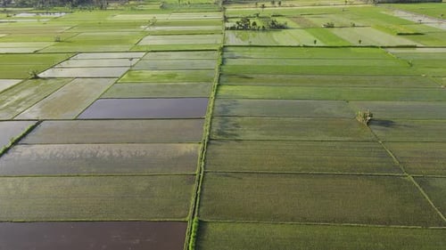 Reis-Feld