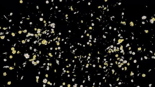 Falling Daisy Petals Celebration Overlay Effect
