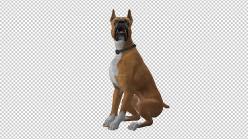 Dog - Boxer - Seating and Barking - Loop