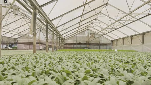 Lush Green Crops Growing Inside Spacious Greenhouse