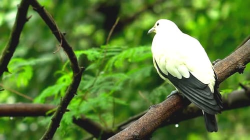 Wild Birds in a Natural Reserve Sanctuary 03