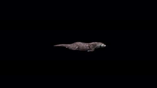 4K Otter Swim
