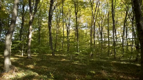 Autumn forest with bright orange and yellow leaves. Dense woods in sunny fall weather