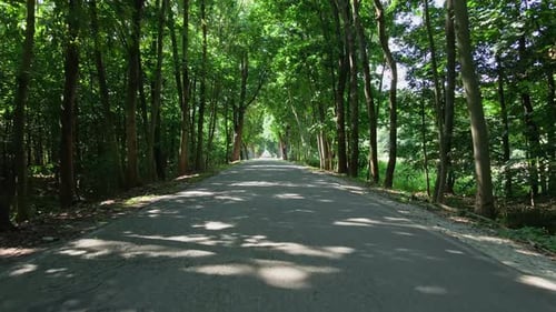 Câmera se movendo na estrada através da floresta com feixes de luz solar