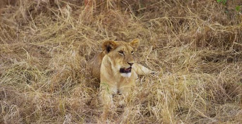 Lion Resting in the Tall, Dry Grasses