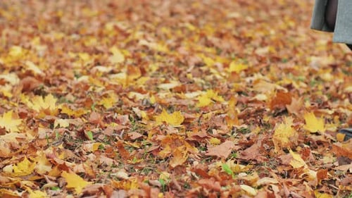 Woman Walking Through Autumn Leaves in Park