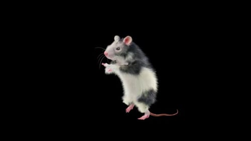 Realistic 3D Animated Rat Standing and Moving Alpha Channel