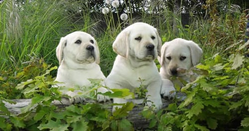 Yellow Labrador Retriever, Puppies in the Vegetation, Normandy in France, Slow Motion 4K