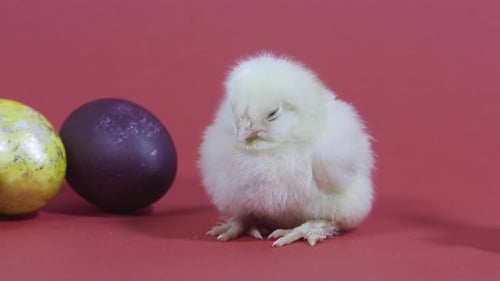 Sleepy Chick Sits Next to Easter Eggs