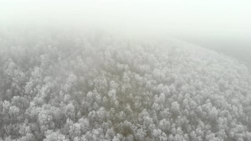 Aerial Of Ice Frozen Forest