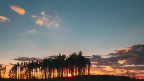 Sunset In Pine Forest