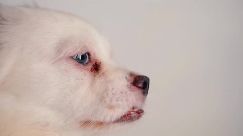 Close Up of a Small Dog Opening Mouth