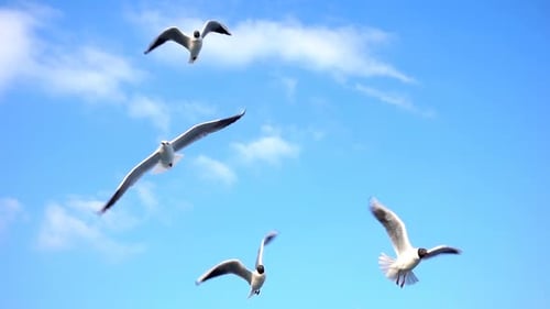 Mouettes, oiseaux, animaux, voler, sur, clair, ciel bleu