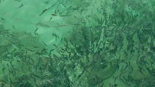 Fish Swimming in Turquoise Ocean Waters