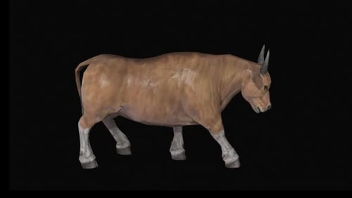 Cow Walk 1