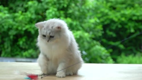 Cute White Kitten Plays With Toy Outdoors