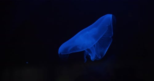 Entspannendes Video von blauen Quallen, die im Aquarium beleuchtet werden