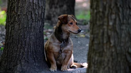 Yard old dog on a chain. Natural rural scene. Mongrel dog