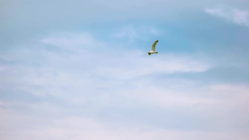 Lone Seagull Soaring in a Blue Sky