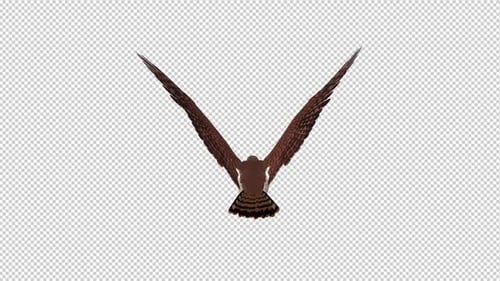 American Kestrel - Flying Loop - Vista traseira