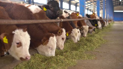 Cows Eating Feed in an Indoor Barn