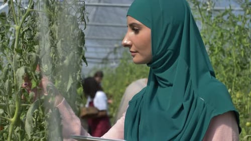 Diverse Greenhouse Workers on Tomato Plantation