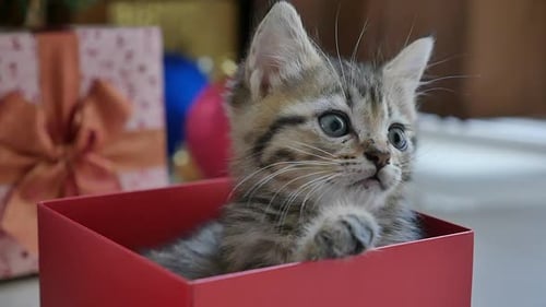Adorable Kitten in a Red Gift Box at Christmas