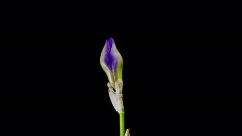 Blaue Iris oder Blueflag Blume blühen