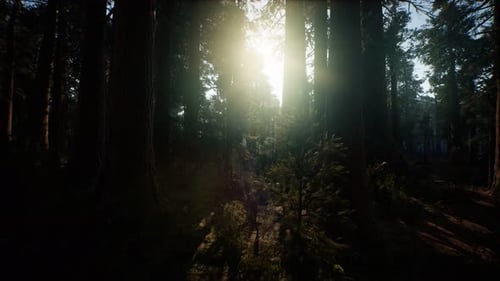 Giant Sequoia Trees at Summertime in Sequoia National Park, California