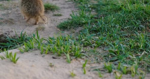 Ein kleines Erdhörnchen sammelt Gras vom Feld und versteckt sich in einem Loch.