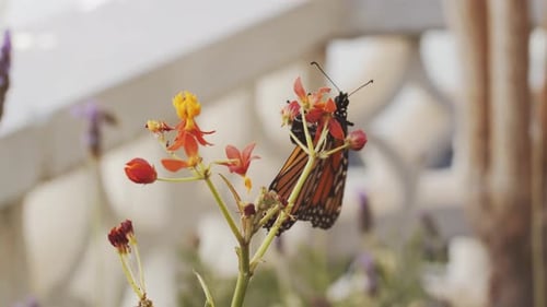 Butterfly flying off flower in garden